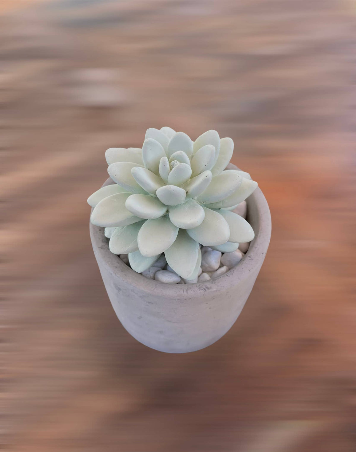 Succulent in Planter Diffuser, Orange Cedar