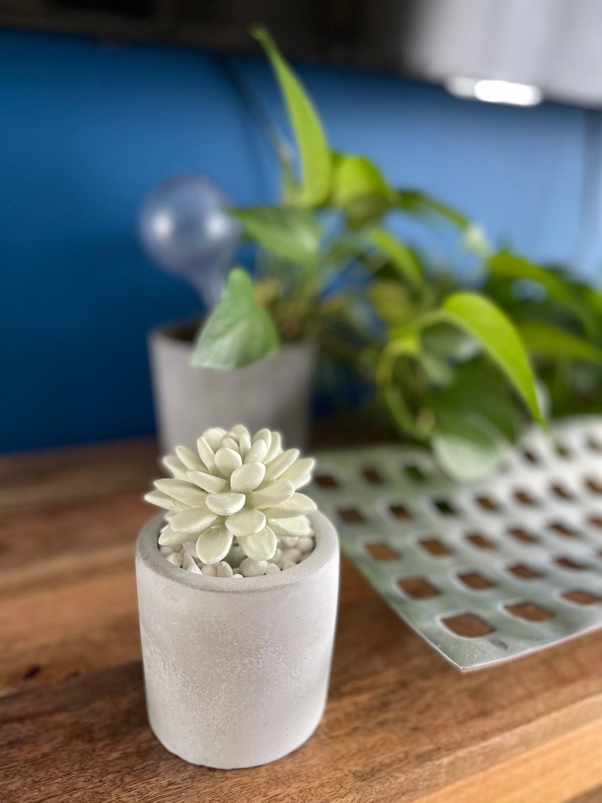 Succulent in Planter Diffuser, Orange Cedar